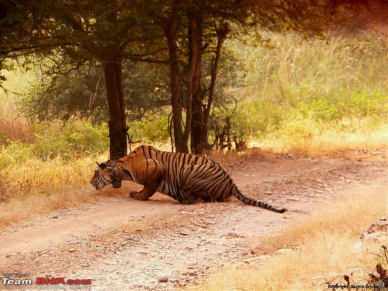 Ranthambhore National Park - Tigers and More!-p1040079.jpg