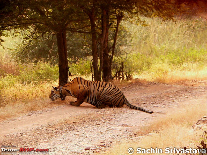 Ranthambhore National Park - Tigers and More!-p1040080.jpg