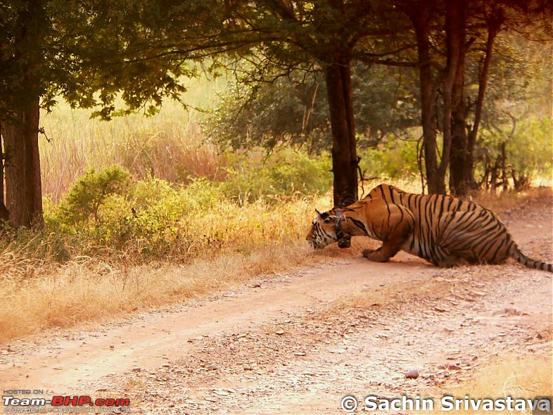 Ranthambhore National Park - Tigers and More!-p1040084.jpg