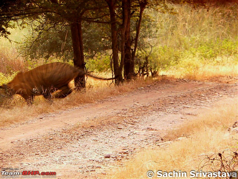 Ranthambhore National Park - Tigers and More!-p1040087.jpg