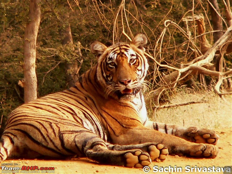 Ranthambhore National Park - Tigers and More!-p1040229.jpg
