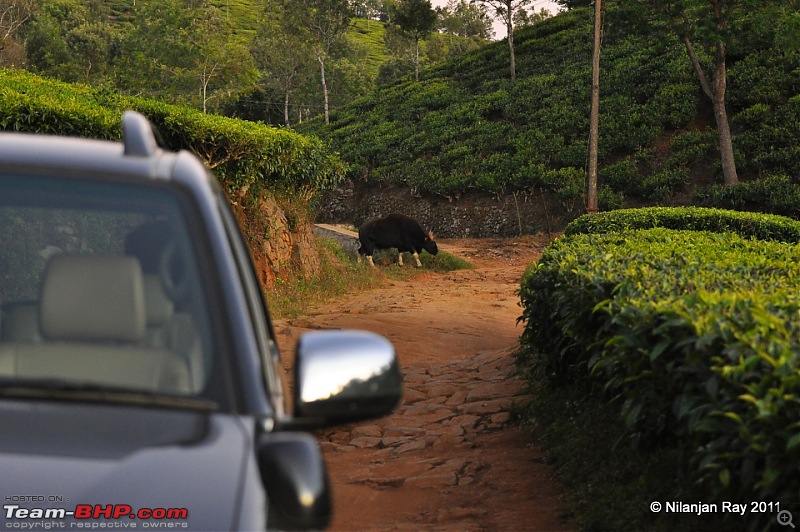 Christmas Offroading in the Nilgiris-dsc_0358.jpg