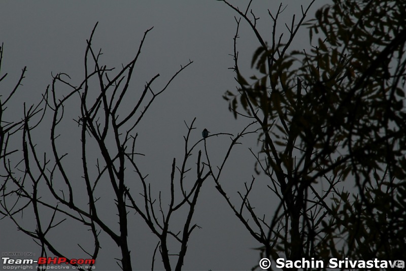 Birds in Sultanpur bird sanctuary-img_3644_1.jpg