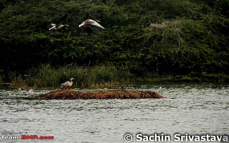 Birds in Sultanpur bird sanctuary-img_3740_1.jpg