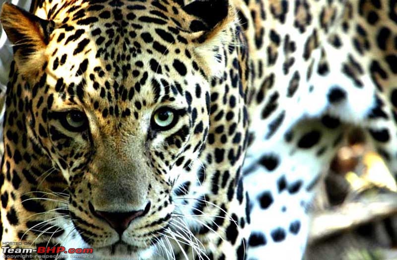 Birds in Sultanpur bird sanctuary-leopard-stare.jpg