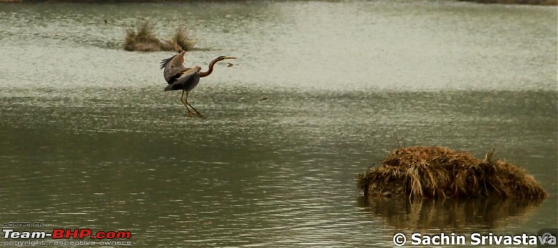 Birds in Sultanpur bird sanctuary-img_3808_12.jpg