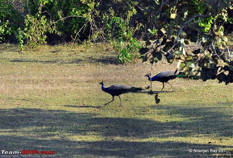 Christmas Offroading in the Nilgiris-dsc_0766.jpg