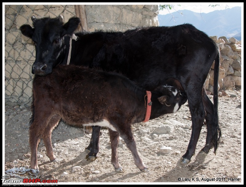 HumbLeh'd II (Indo Polish Himalayan Expedition to Ladakh & Himachal Pradesh)-dsc_2463.jpg