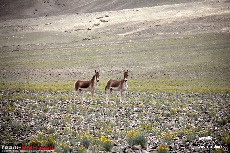 HumbLeh'd II (Indo Polish Himalayan Expedition to Ladakh & Himachal Pradesh)-img_4809.jpg