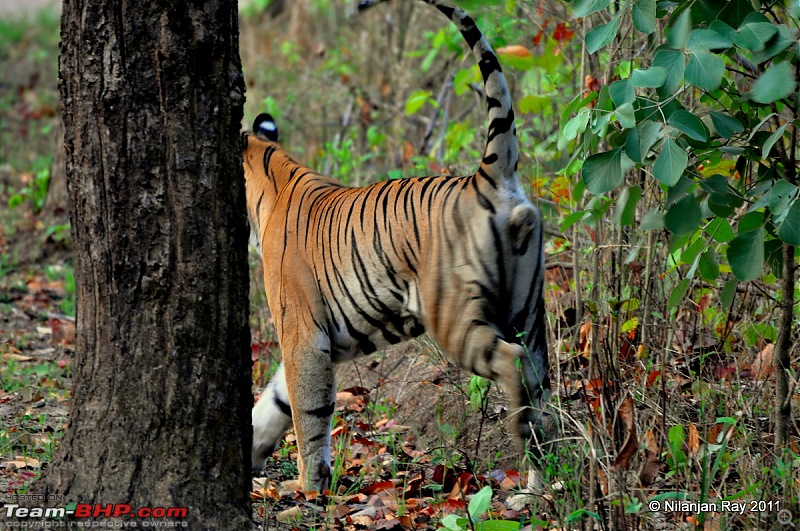Call of the Wild: A 3500 km roadtrip to Pench, Bandhavgarh and Kanha in a Fortuner-dsc_7576.jpg