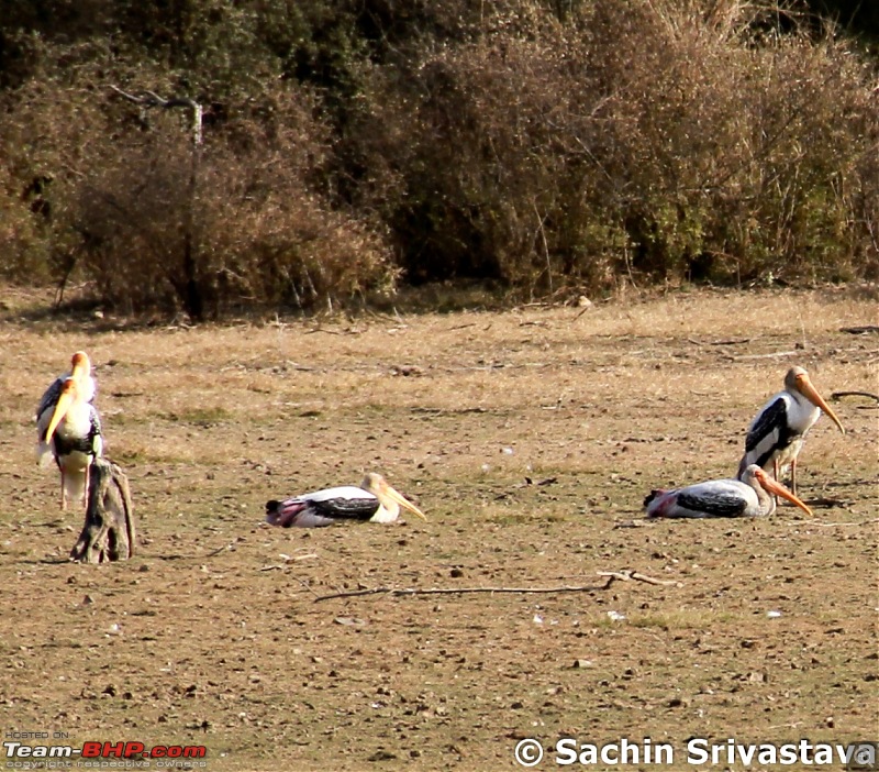 Sariska Tiger Reserve - Land of Tigers? Quick getaway from Gurgaon-img_4706.jpg