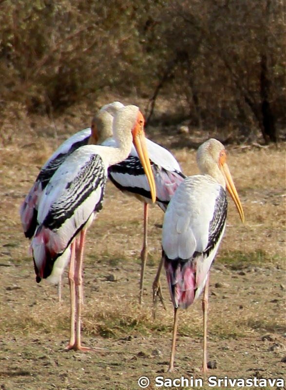 Sariska Tiger Reserve - Land of Tigers? Quick getaway from Gurgaon-img_4759.jpg