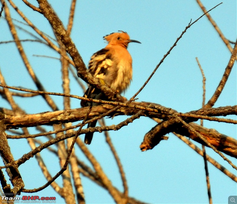 Fauji's Drivologues - Christmas in Wintry Wilderness and New Year on Sunny sands!-dsc_0708.jpg