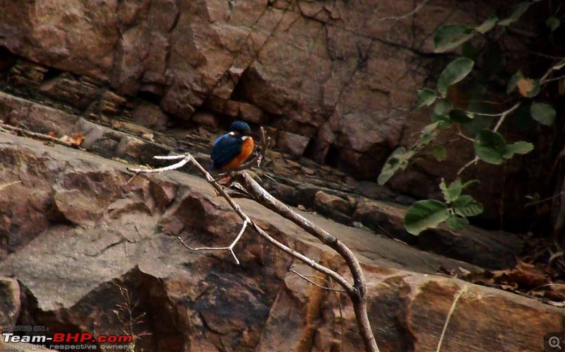 Hawk-On-Fours (H-4) Roadtrip: Ranthambhore & Sariska, then Bharatpur-dsc06729k300.jpg