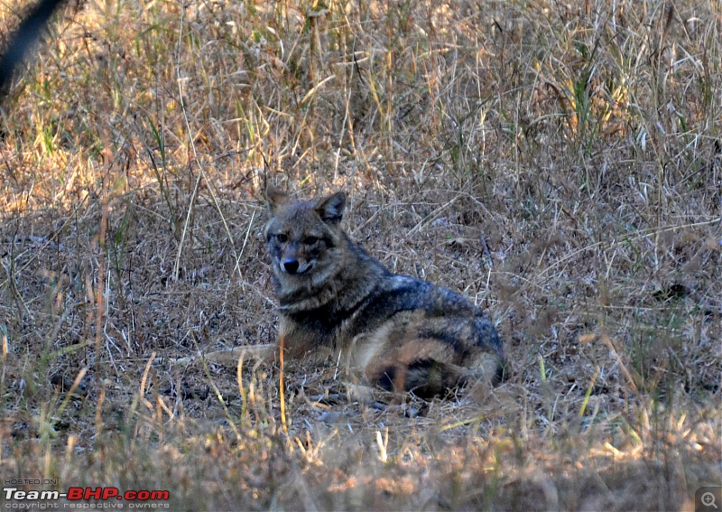 Fauji's Drivologues - Christmas in Wintry Wilderness and New Year on Sunny sands!-dsc_0872.jpg