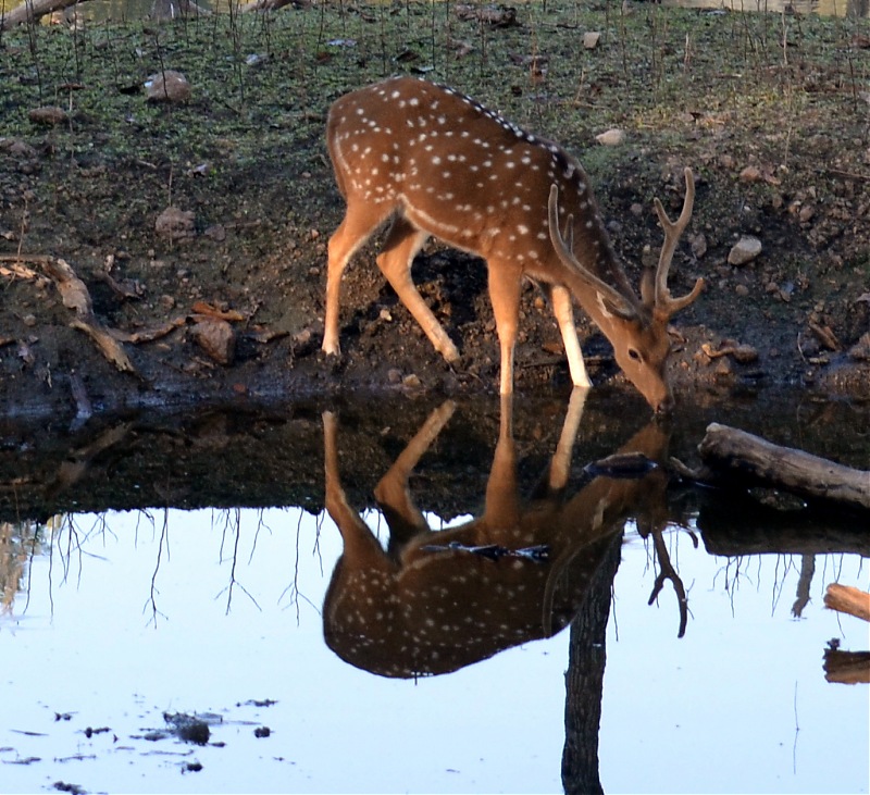 Fauji's Drivologues - Christmas in Wintry Wilderness and New Year on Sunny sands!-dsc_0976.jpg