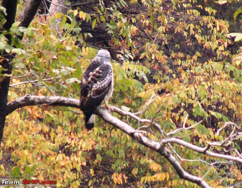 Hawk-On-Fours (H-4) Roadtrip: Ranthambhore & Sariska, then Bharatpur-dsc06851k300.jpg