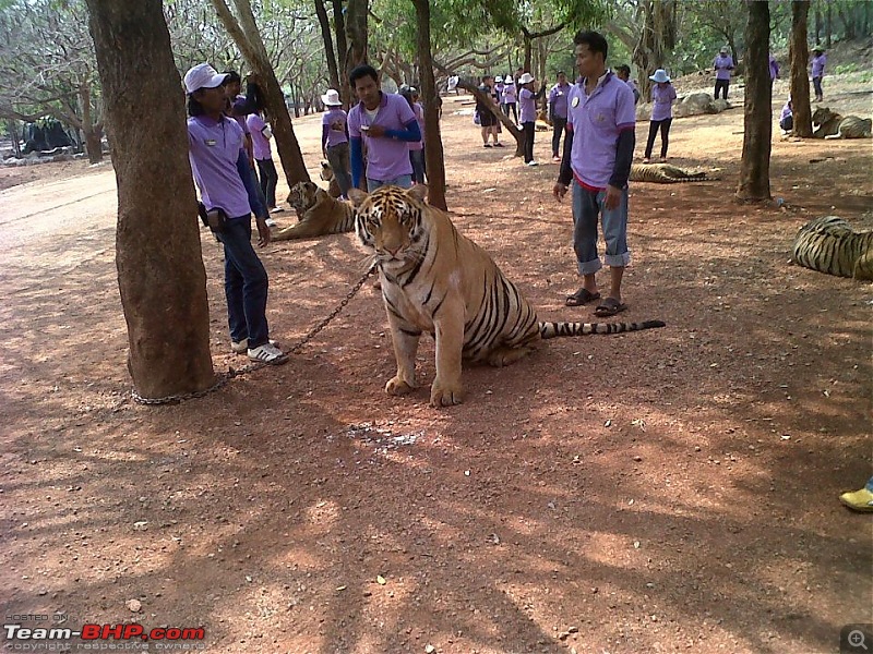 Beginning of a Brand New Season at Tadoba Andhari Tiger Reserve with Grand Sightings-423578_1823936095422_1750855214_954649_1204564795_n.jpg