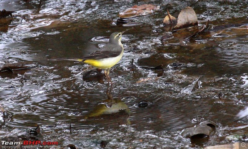 Reflections on Wildlife Addictions "Pench and Kanha National Park"-19.jpg