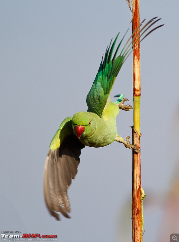 Kanha National Park: Photologue-_mg_9460less1mb.jpg