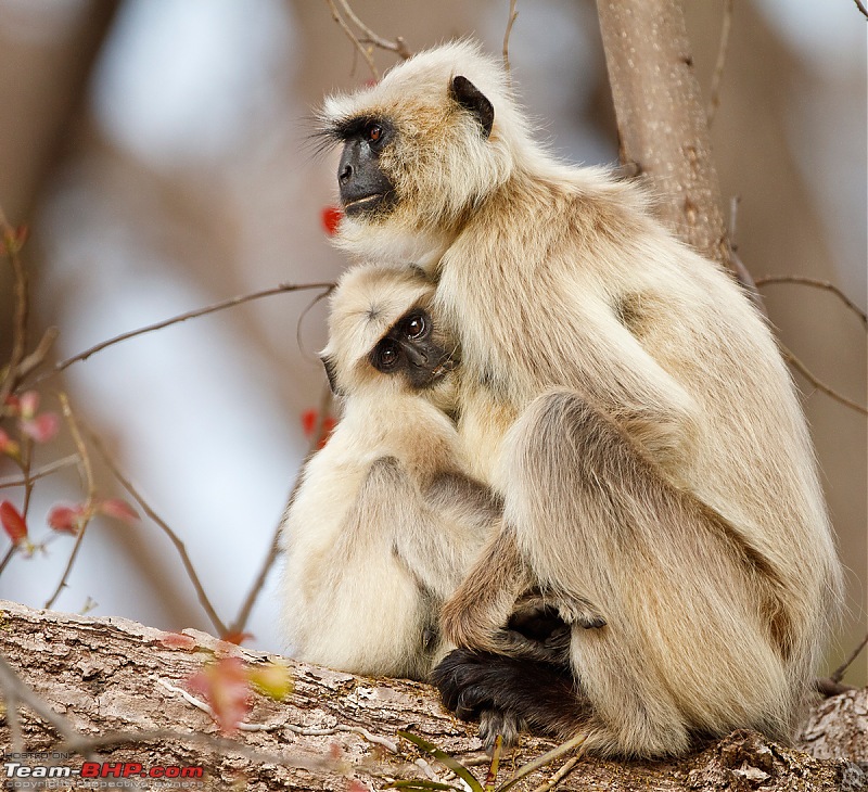 Kanha National Park: Photologue-_mg_0215less1mb.jpg