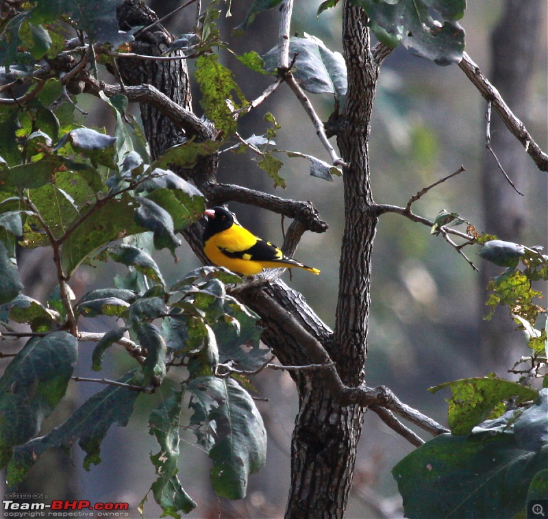 Reflections on Wildlife Addictions "Pench and Kanha National Park"-28-2.jpg