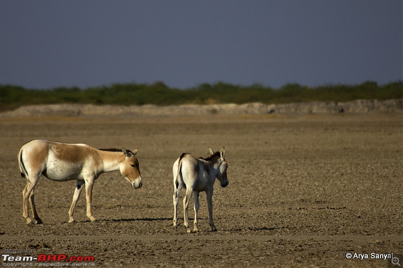 Captivating Kutch: A trip to Gujarat's outback.-_mg_4243.jpg