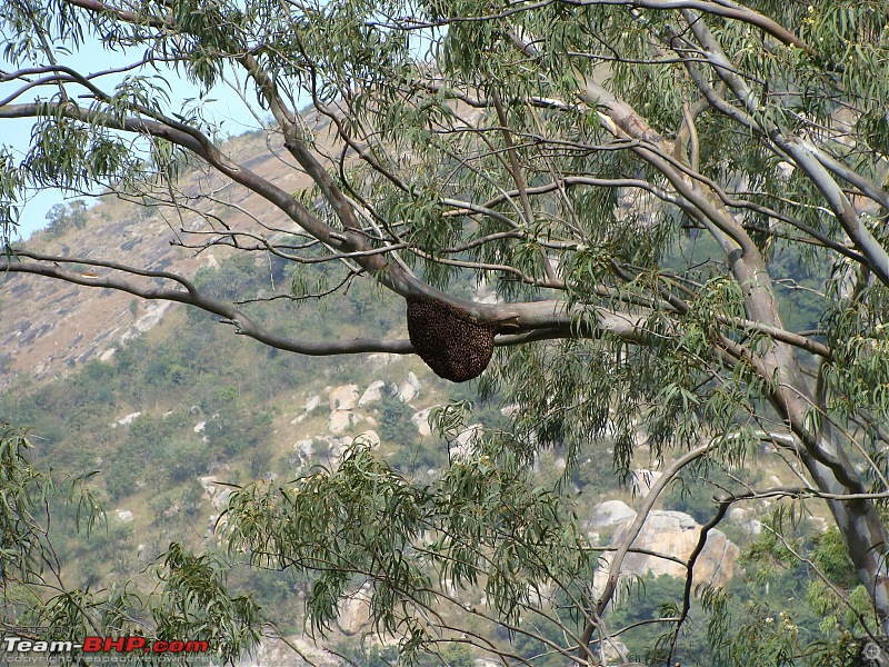 Nandi to "Nandi Hills"-4.jpg