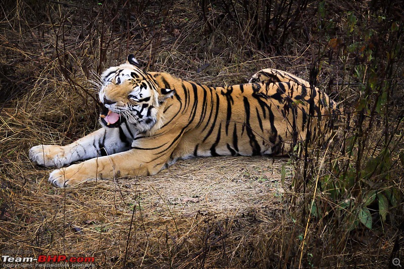 Reflections on Wildlife Addictions "Pench and Kanha National Park"-16.jpg