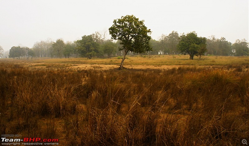 Reflections on Wildlife Addictions "Pench and Kanha National Park"-26.jpg