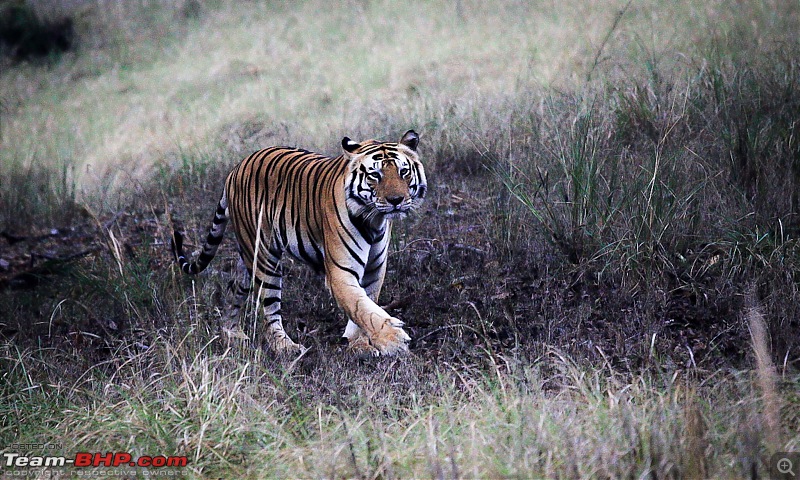 Reflections on Wildlife Addictions "Pench and Kanha National Park"-28.jpg