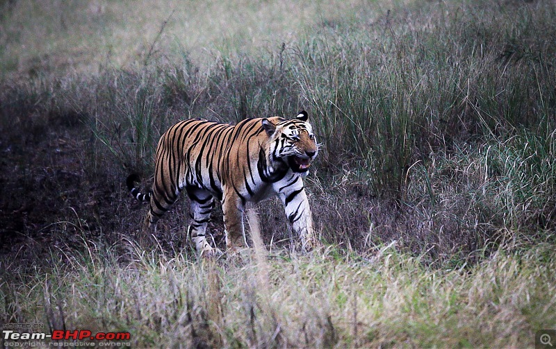 Reflections on Wildlife Addictions "Pench and Kanha National Park"-29.jpg