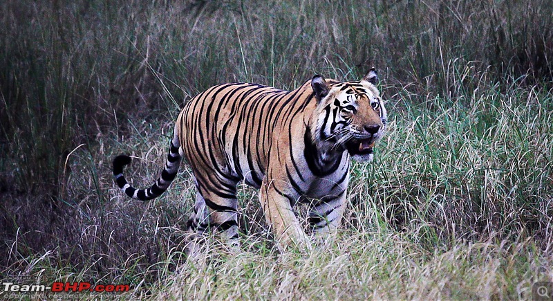 Reflections on Wildlife Addictions "Pench and Kanha National Park"-30.jpg