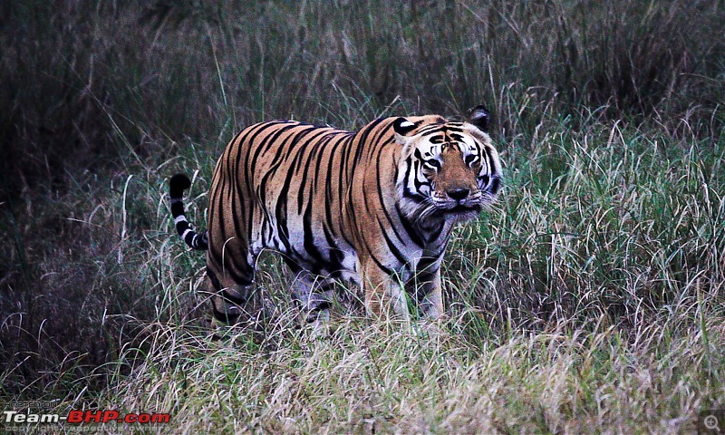 Reflections on Wildlife Addictions "Pench and Kanha National Park"-31.jpg