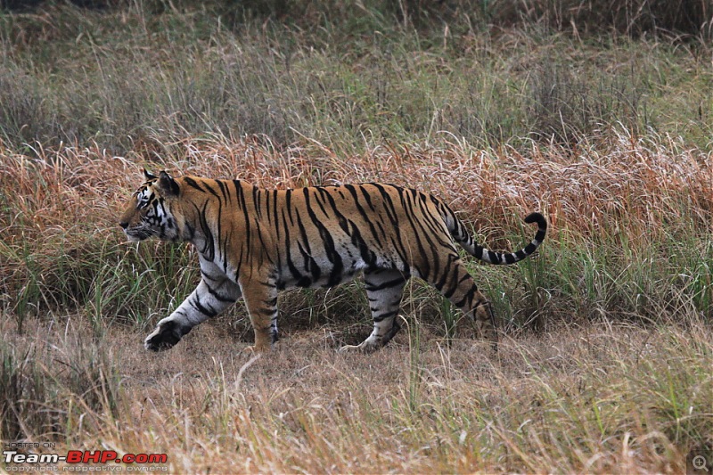 Reflections on Wildlife Addictions "Pench and Kanha National Park"-32.jpg