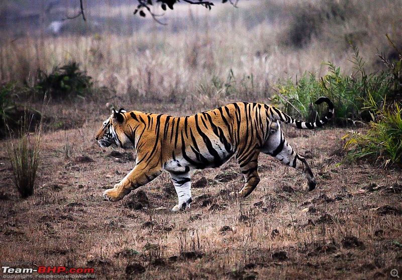 Reflections on Wildlife Addictions "Pench and Kanha National Park"-33.jpg