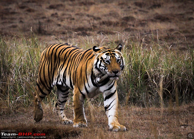 Reflections on Wildlife Addictions "Pench and Kanha National Park"-34.jpg