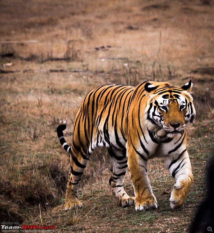 Reflections on Wildlife Addictions "Pench and Kanha National Park"-35.jpg