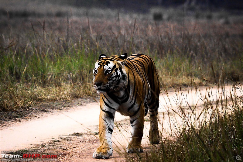 Reflections on Wildlife Addictions "Pench and Kanha National Park"-37.jpg