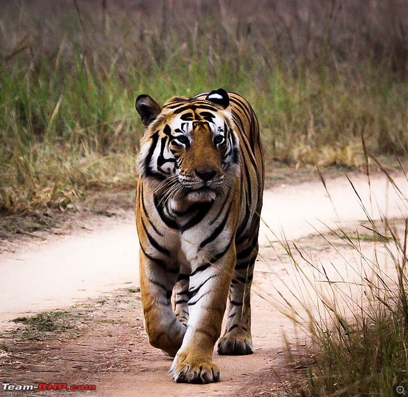 Reflections on Wildlife Addictions "Pench and Kanha National Park"-38.jpg