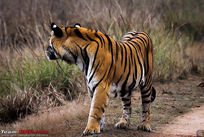 Reflections on Wildlife Addictions "Pench and Kanha National Park"-39-2.jpg