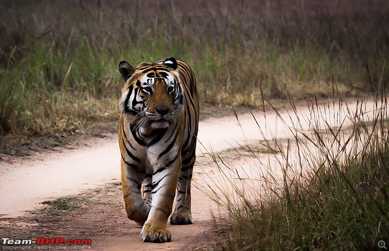 Reflections on Wildlife Addictions "Pench and Kanha National Park"-39.jpg