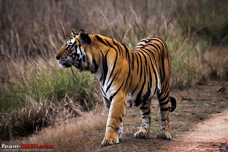 Reflections on Wildlife Addictions "Pench and Kanha National Park"-40.jpg