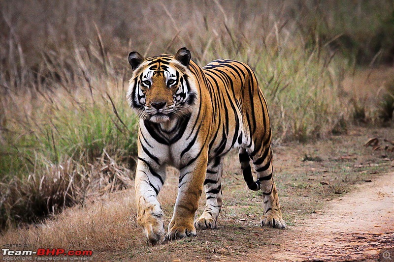 Reflections on Wildlife Addictions "Pench and Kanha National Park"-41.jpg