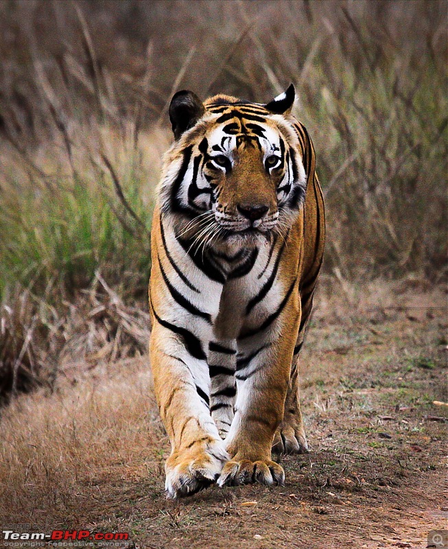 Reflections on Wildlife Addictions "Pench and Kanha National Park"-42.jpg