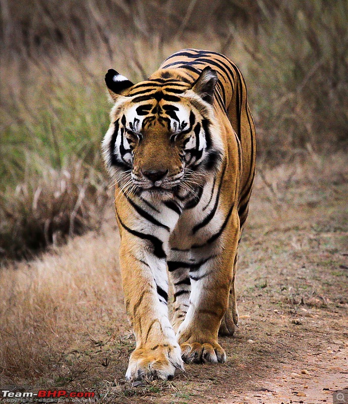 Reflections on Wildlife Addictions "Pench and Kanha National Park"-43.jpg