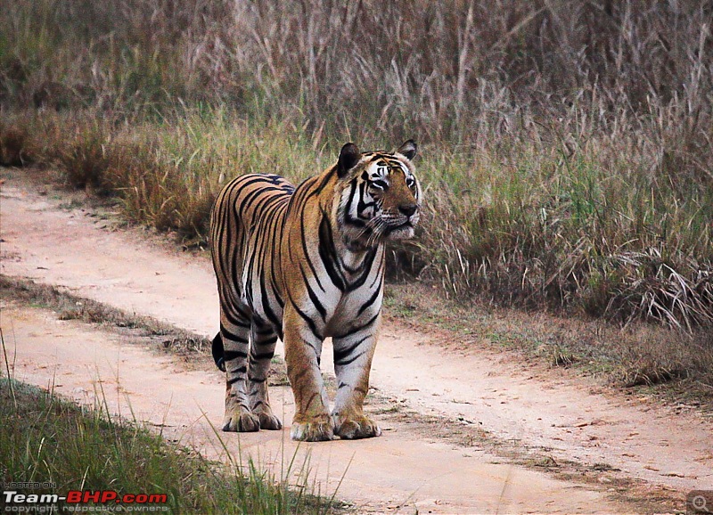 Reflections on Wildlife Addictions "Pench and Kanha National Park"-44.jpg
