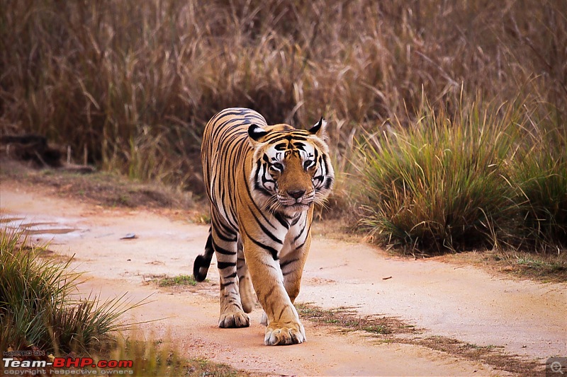 Reflections on Wildlife Addictions "Pench and Kanha National Park"-48.jpg