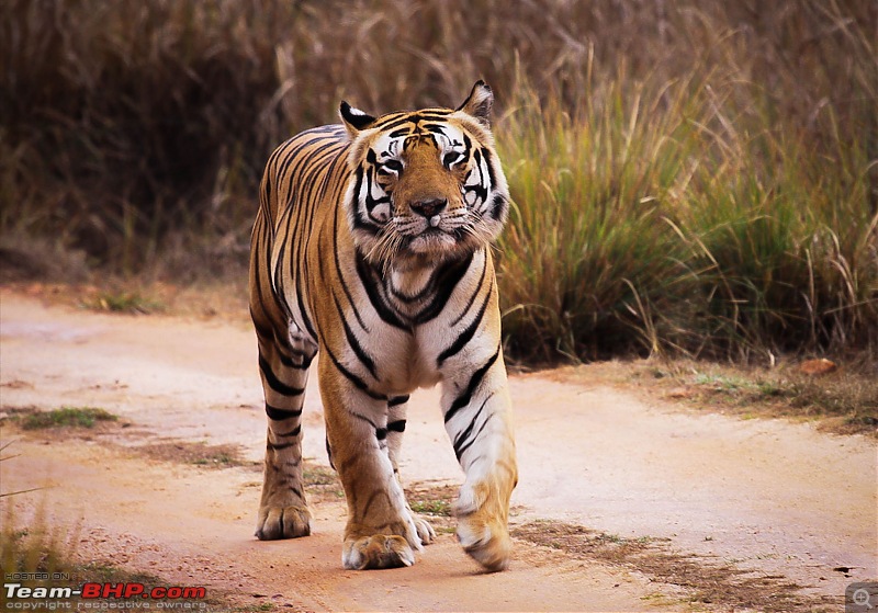 Reflections on Wildlife Addictions "Pench and Kanha National Park"-49.jpg