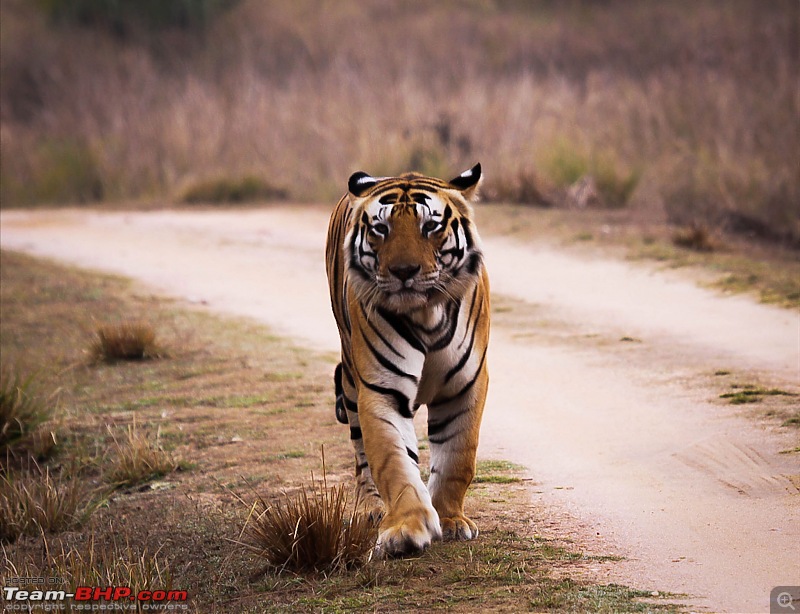 Reflections on Wildlife Addictions "Pench and Kanha National Park"-50.jpg